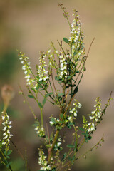 White sweetclover in bloom closeup view with blurred background