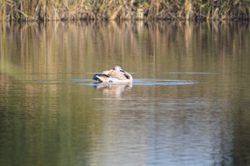 Swan cleaning its feathers closeup view on a rippled lake with blurred background