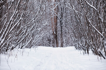 Winter forest. Landscape of the park in winter. Snow-covered trees at the edge.