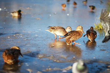 Ducks on the lake in winter, a flock of ducks is preparing to fly to warm countries, wild ducks winter on a warm pond, many birds on the pond