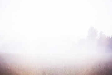 Fog in the field. Evening nature summer with white fog.