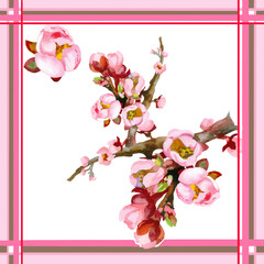 Scarf design with apricot blooming branch watercolor isolated on white background.