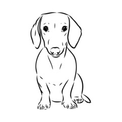 Fototapeta premium Dachshund Dog. Hand drawn. Vector illustration dachshund dog vector