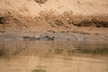 Indian gavial in the nature habitat, chambal river sanctuary, Gavialis gangeticus, very endangered species of indian wildlife, India.
