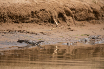 Indian gavial in the nature habitat, chambal river sanctuary, Gavialis gangeticus, very endangered species of indian wildlife, India.