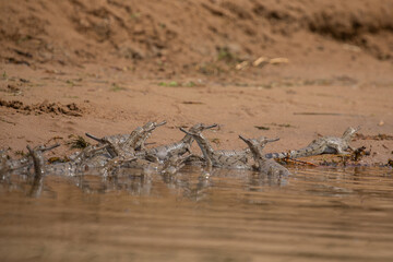 Indian gavial in the nature habitat, chambal river sanctuary, Gavialis gangeticus, very endangered species of indian wildlife, India.