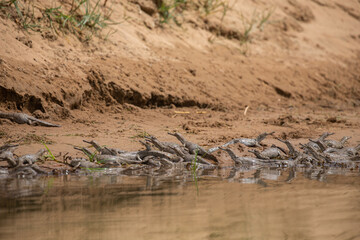 Indian gavial in the nature habitat, chambal river sanctuary, Gavialis gangeticus, very endangered species of indian wildlife, India.