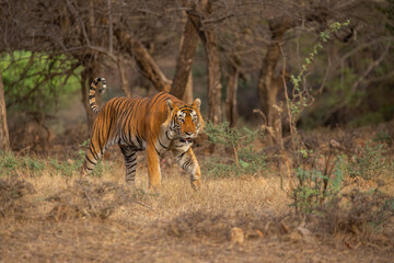 Tiger in the nature habitat. Tiger male walking head on composition. Wildlife scene with danger...