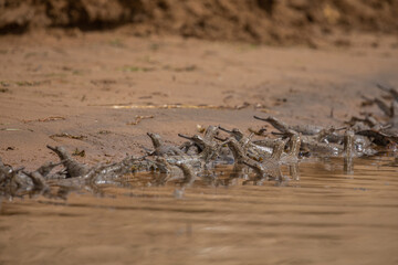Indian gavial in the nature habitat, chambal river sanctuary, Gavialis gangeticus, very endangered species of indian wildlife, India.