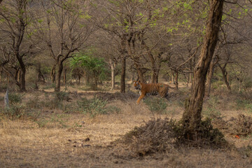 Tiger in the nature habitat. Tiger male walking head on composition. Wildlife scene with danger animal. Hot summer in Rajasthan, India. Dry trees with beautiful indian tiger, Panthera tigris