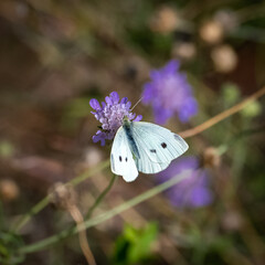 small white, Pieris rapae, white and yellow butterfly perched on a purple flower
