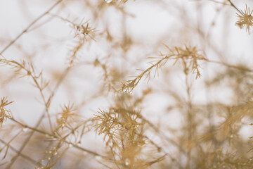 Autumn rain on the yellowed leaves of the plant, autumn rainy weather, nature of yellow, orange beige shades in drops of water, dew