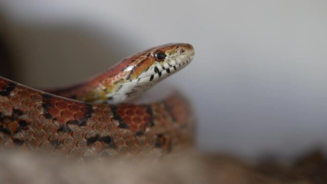 Close up. A brightly colored coiled corn snake makes small head movements surveying its surroundings through its orange and black eyes.