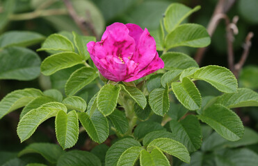 Blooming wild rosehip plant.