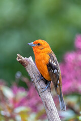 Fototapeta premium small bird Flame-colored Tanager (Piranga bidentata), male on a branch in San Gerardo de Dota, Wildlife and birdwatching in Costa Rica.