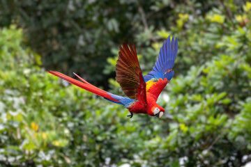 flying beautiful color bird, Scarlet macaw (Ara macao), Quepos, Wildlife and birdwatching in Costa Rica. - obrazy, fototapety, plakaty
