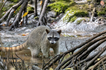 crab-eating raccoon or South American raccoon (Procyon cancrivorus) looking for food in small river. Curu Wildlife Reserve, Costa Rica wildlife