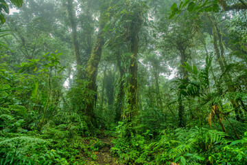 Dense Tropical rainforest landscape. Mountain rain forest with mist and low clouds. Traditional Costa Rica green landscape. Santa Elena, Costa Rica - obrazy, fototapety, plakaty