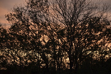 Photos taken at sunset while on a stroll through the beautiful Aqueducts Park in Rome, with the majestic ruins of ancient Roman aqueducts and trees