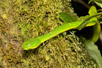 danger green snake side-striped palm pitviper or side-striped palm viper (Bothriechis lateralis) Venomous pit viper species found in the mountains of Santa Elena, Costa Rica wildlife