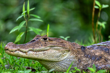 Spectacled caiman (Caiman crocodilus) or Common Caiman, crocodilian reptile found in Refugio de Vida Silvestre Cano Negro, Costa Rica wildlife - obrazy, fototapety, plakaty