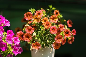 Flowers market,many pink flowers