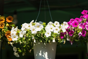 Flowers market,many pink flowers