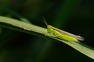 Colorful grasshopper perching on grass leaf