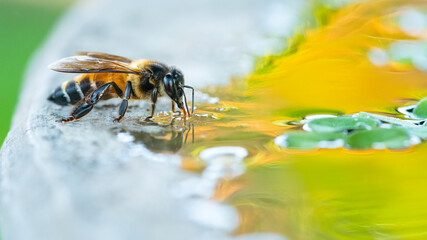 Bee drinking water in water tub