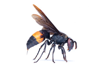 Lesser Banded Hornet isolated on white background