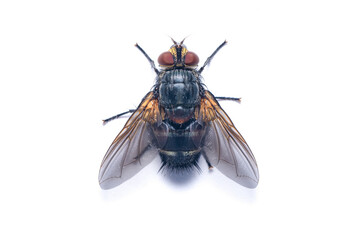 Large Housefly isolated on white background