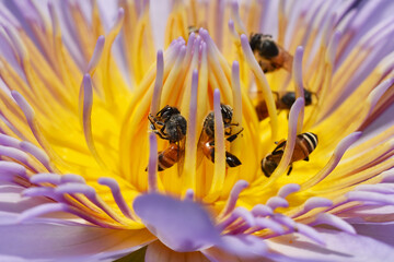 Bees collecting pollen from lotus water lilly flower, Bees do pollination is natural ecology.
