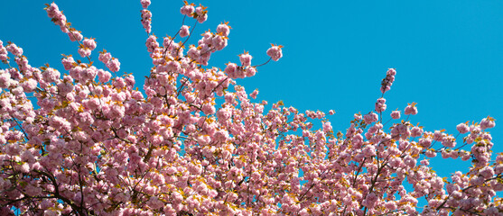 Spring banner, blossom background. Sakura Festival. Cherry pink blossoms close up. Blooming Sakura tree. Yoshino cherry.