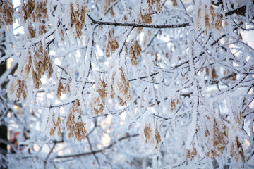 Maple in winter. Snowy trees. Winter landscape.
