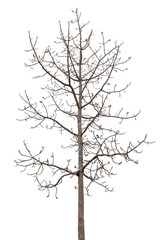 death tree with flower buds isolated on white background with clipping path