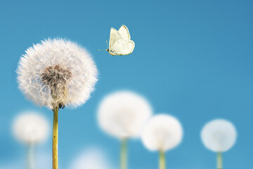 White dandelions with flying butterfly on blue sky background. Copy space