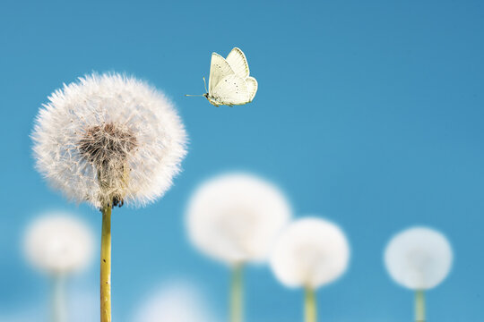 Fototapeta White dandelions with flying butterfly on blue sky background. Copy space