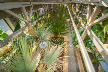 High angle view of interior of greenhouse with exotic plants
