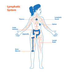 Lymphatic system anatomical vector illustration diagram poster, decorative and elegant medical scheme with lymph nodes and tissue fluid circulation flow network. Stylized outline female design - 480890272