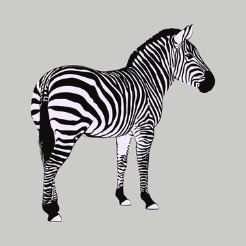 Zebra silhouette isolated vector. Minimalistic animal illustration.