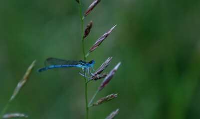 A dragonfly on a green leaf