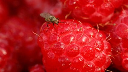 Insect fly