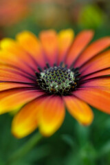 An orange and yellow Cape Marguerite Daisy; view from above an side ; a macro image with focus on a portion of the center