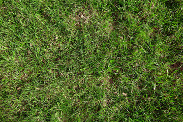 The mowed lawn need a scarification, verticulation and aeration. The first green grass with old...