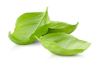 Fototapeta premium basil leaves on white isolated background