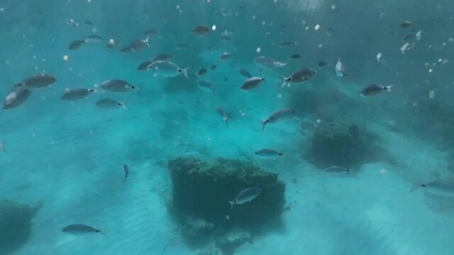 Mediterranean fish Raspallon diplodus annularis