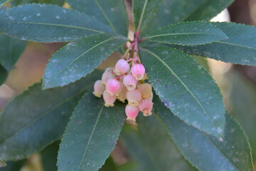 白地にピンク色が混ざった鐘形の小さな花を咲かせたイチゴノキ