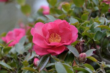 ピンク色の八重咲きサザンカ