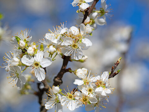 Blühende Pflaumen, Prunus, im Frühling