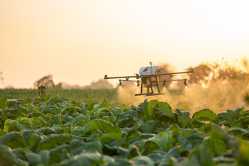 Agriculture drone fly to spray hormonal on the tobacco fields.